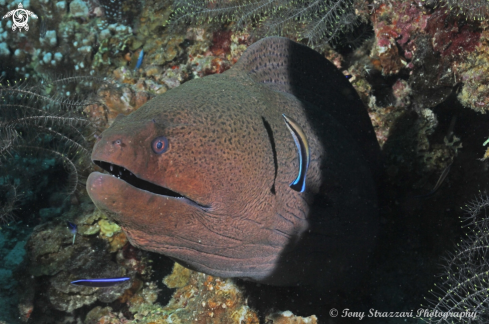 A Gymnothorax javanicus  | Moray eel with cleaner wrasse
