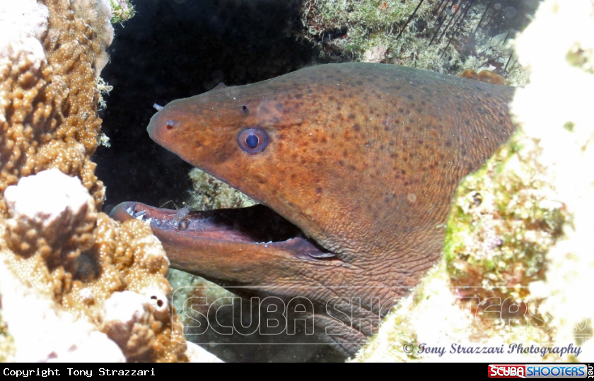 Cleaner shrimp and moray eel