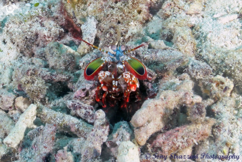 A Pseudosquilla ciliata | Mantis Shrimp