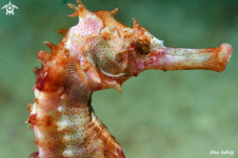 A Hippocampus histrix | seahores