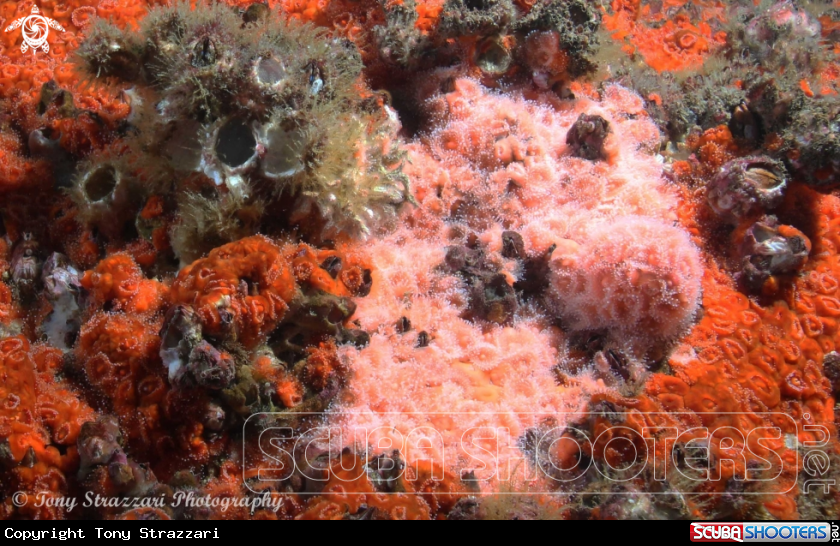 Jewel anemone colour
