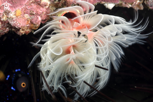 A Protula magnifica | feather duster worm