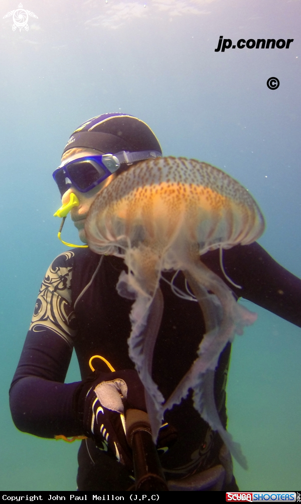 Freediving Jellyfish