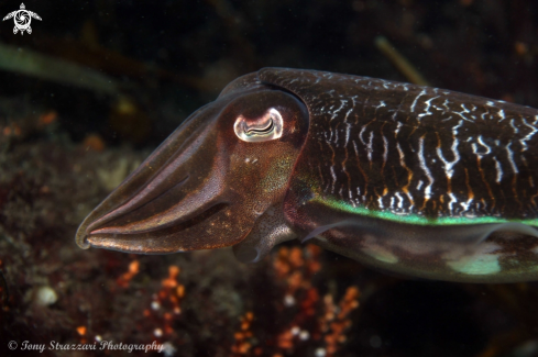 A Mourning cuttle