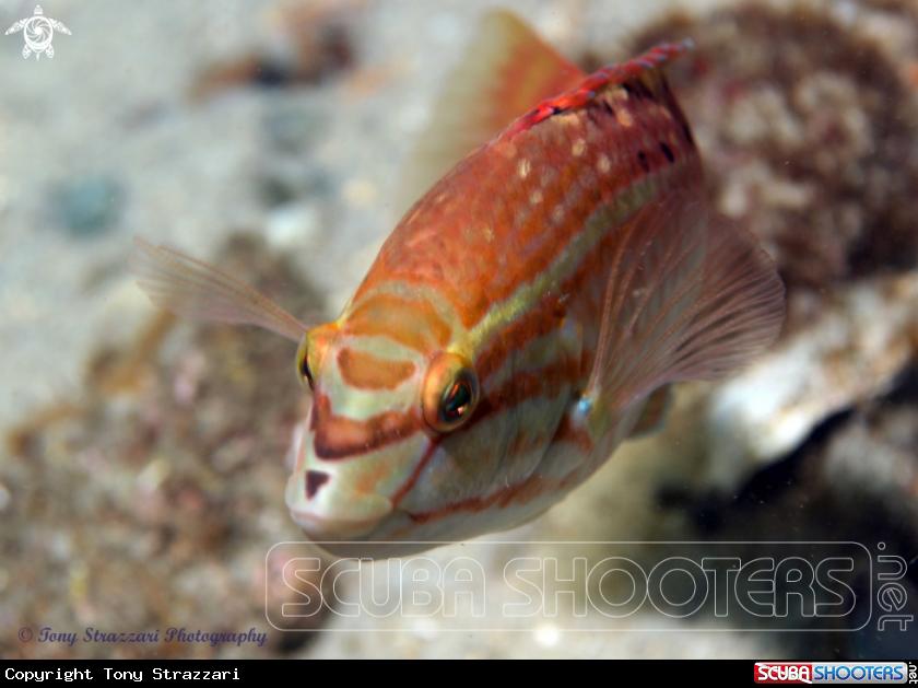 Gunther's Wrasse