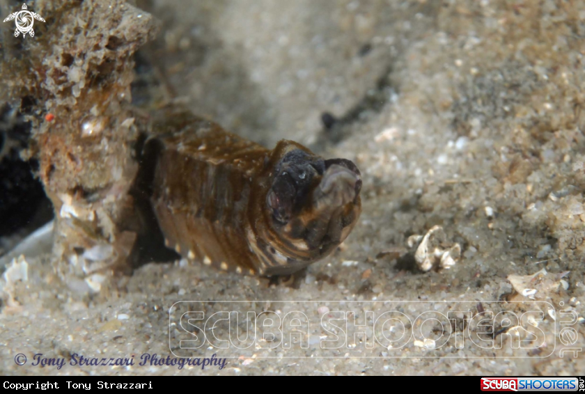 Tiger pipefish