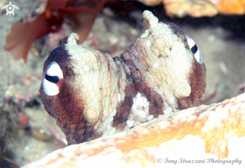 A Common Sydney Octopus