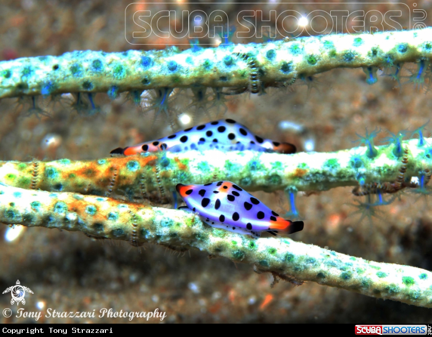 Cowry on a soft coral