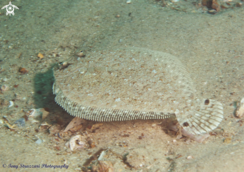 A Largescale Flounder