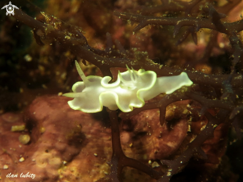 A Glossodoris pallida | nudibranch