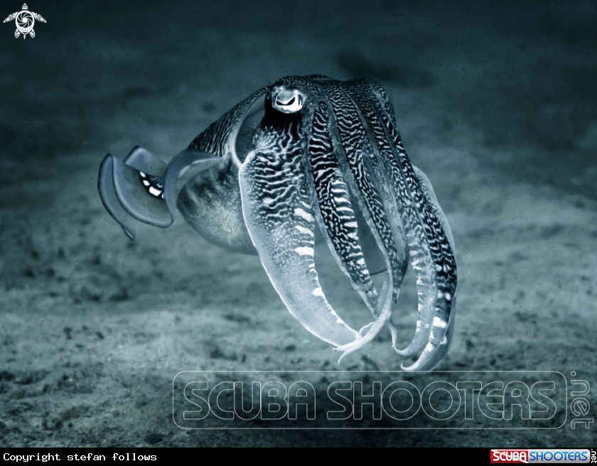 Reef Cuttlefish
