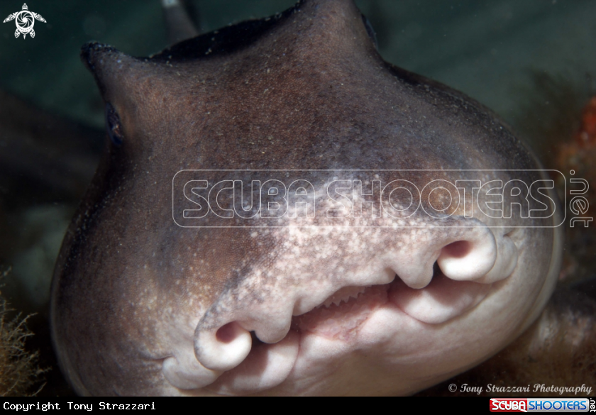 Smiling shark 1