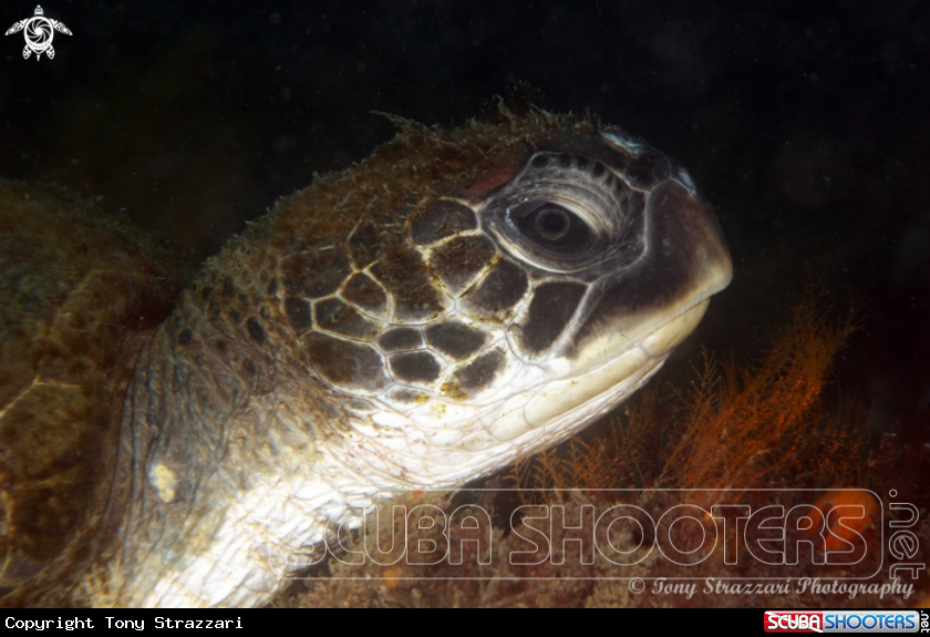 Profile of a turtle