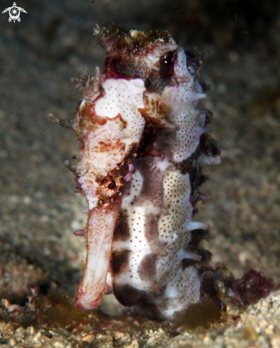 A hippocampus histrix seahorse