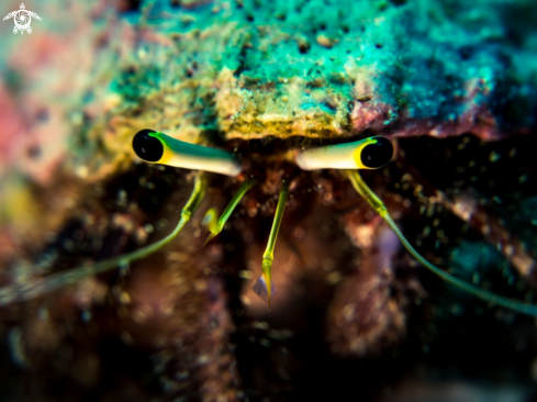 A Diogenidae sp. | Hermit Crab