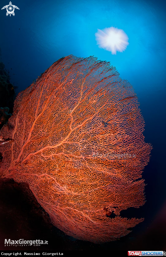 orange coral