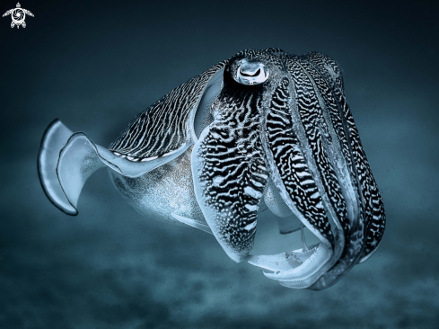 A Sepia latimanus | Reef  Cuttlefish