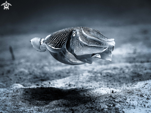 A Reef  Cuttlefish