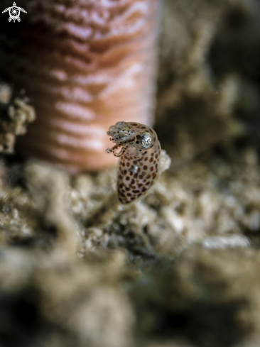 A Sepioteuthis lessoniana | Bigfin Reef Squid