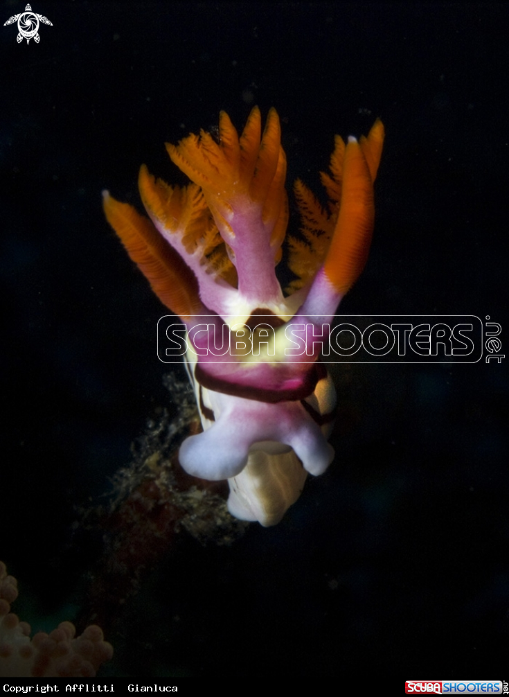 face of nudibranch