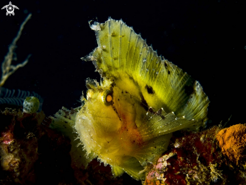 A leaf fish