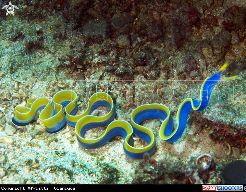 blue ribbon  eel