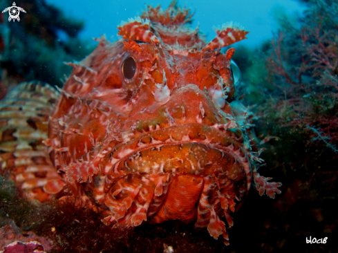 A  Large-scaled scorpionfish 