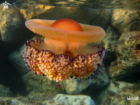 A Cotylorhiza tuberculata | Egg jellyfish 
