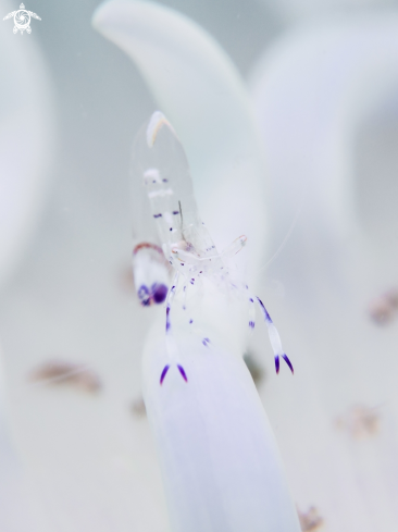 A Ancylomenes holthuisi | Anemone Shrimp
