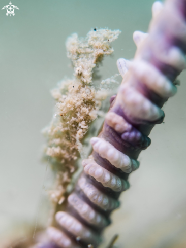 A Latreutes sp. | Sea Pen Shrimp