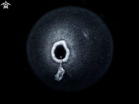 A Diadema antillarum | Sea Urchin