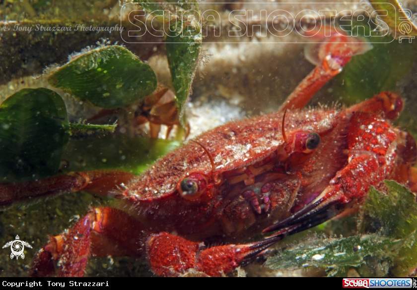 Red swimming crab