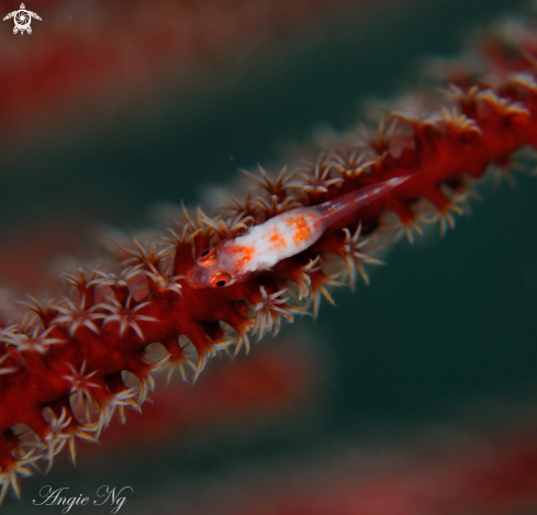 A Goby | Goby
