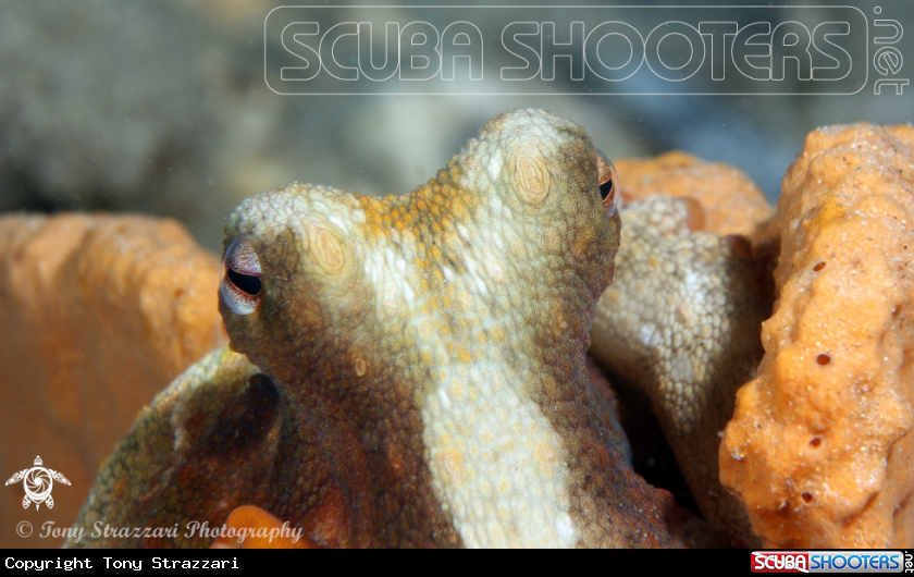 Coomon octopus