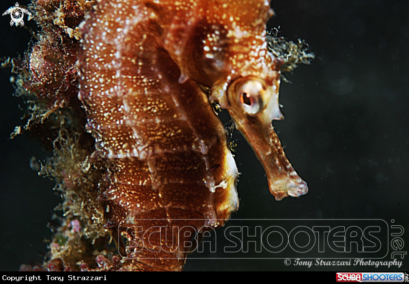 White's seahorse