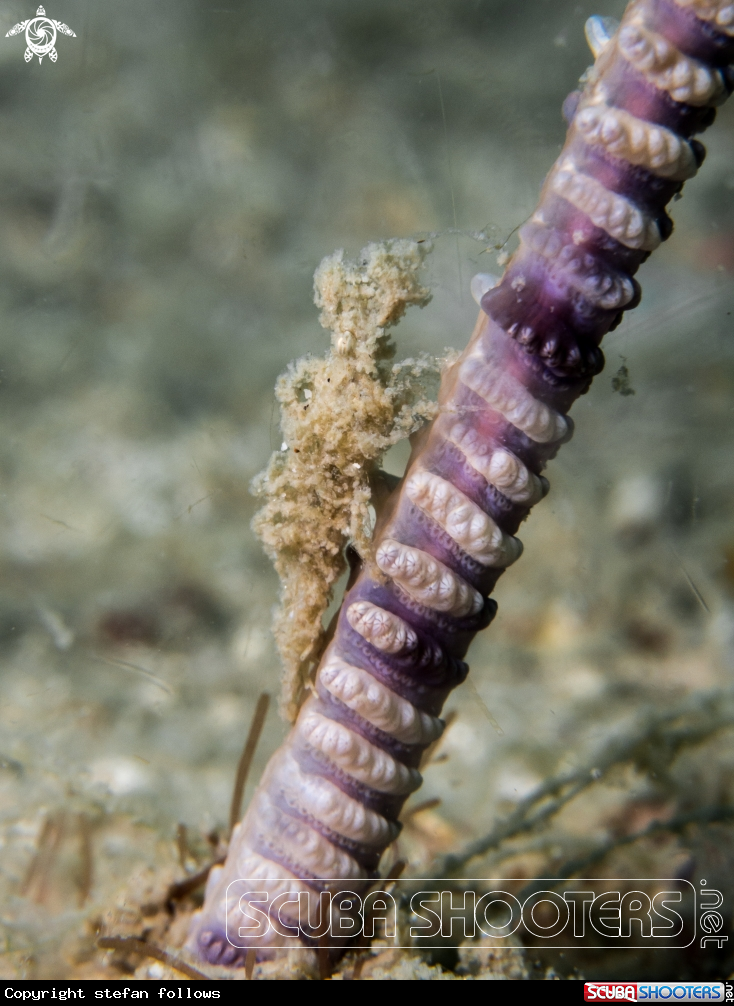 Sea Pen Shrimp  