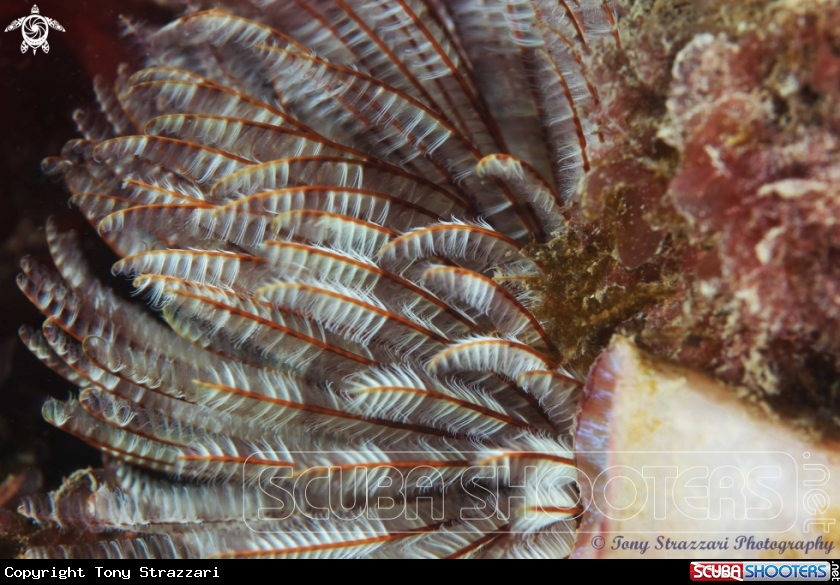 Feather tube worm