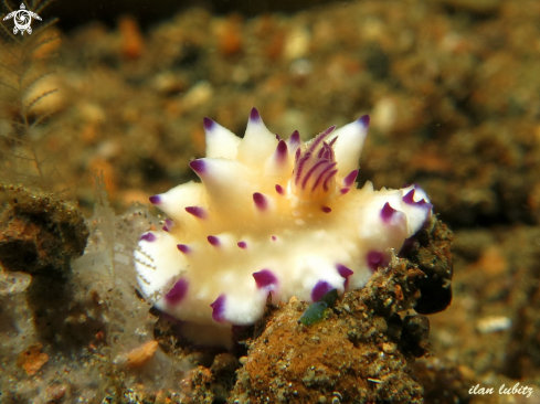 A Mexichromis multituberculata | nudibranch