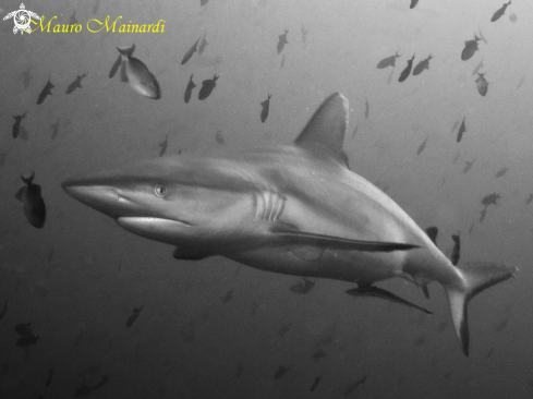 A Carcharhinus amblyrhynchos | Grey shark