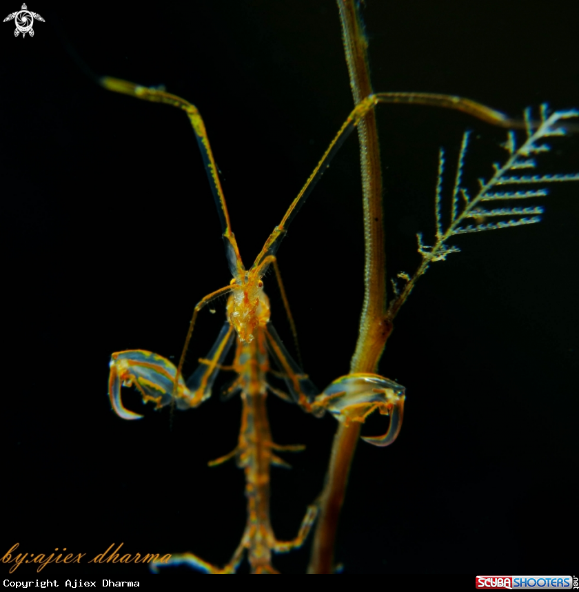A skeleton shrimp 