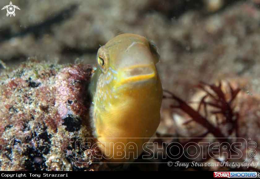 Another blenny in abottle