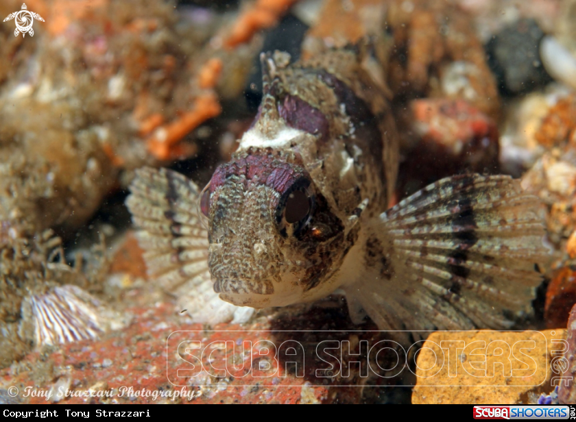 Smallest scorpionfish