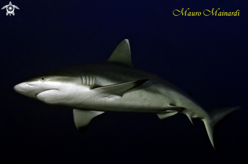 A Carcharhinus amblyrhynchos | Grey shark