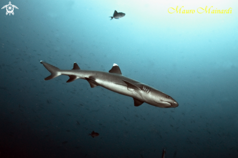 A Triaenodon obesus | Reef shark white tip