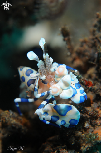 A Harlequin shrimp | Shrimp