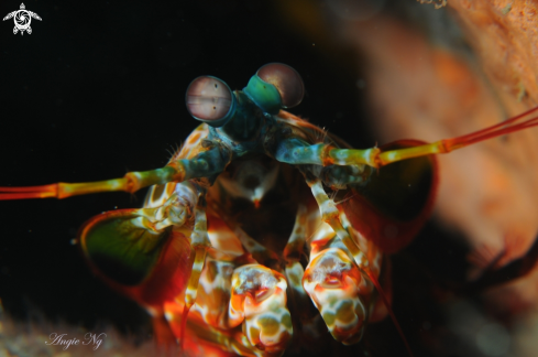 A Mantis Shrimp | Shrimp