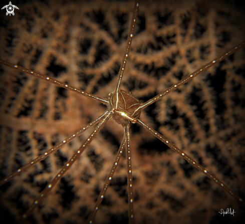 A Hoplophrys | Soft coral Crab