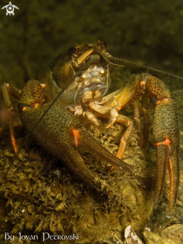 A Astacus astacus | Jezerski rak / Lakeland lobster.