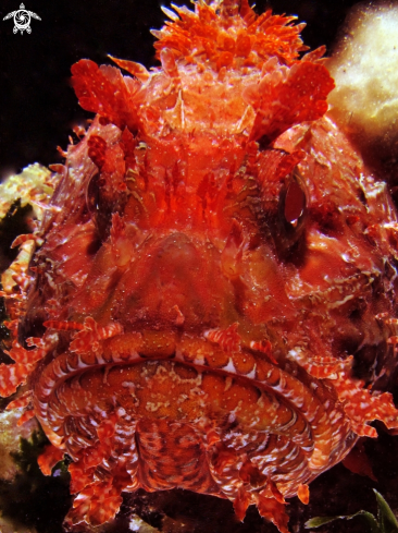 A Scorpaena scrofa | Mediterranean scorpionfish
