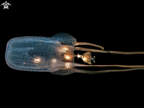 A Tamoya haplonema | Box Jellyfish